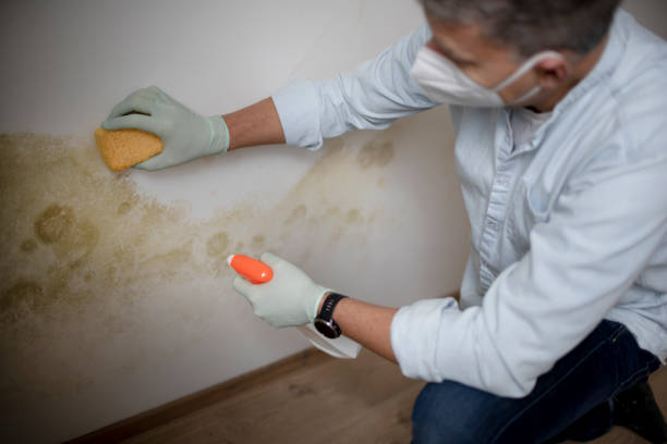 Best Post-Flood Mold Remediation in Leesburg, GA