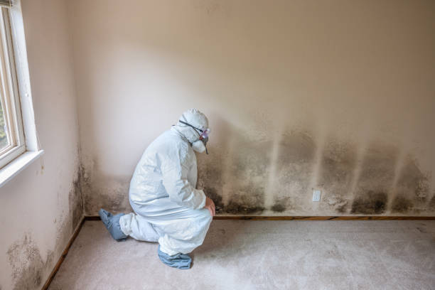 Best Health and Safety Mold Remediation in Leesburg, GA