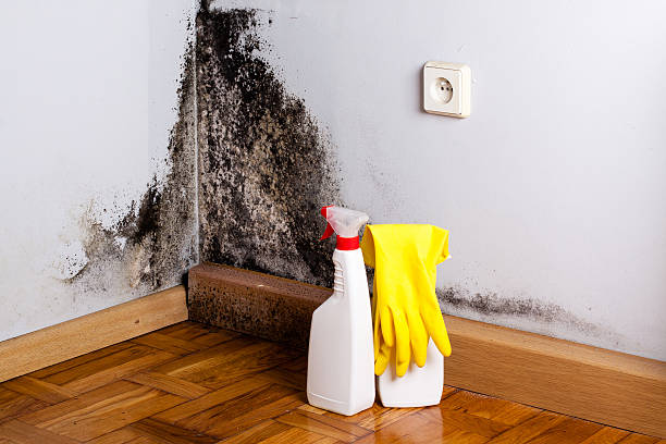 Best Industrial Mold Remediation in Leesburg, GA